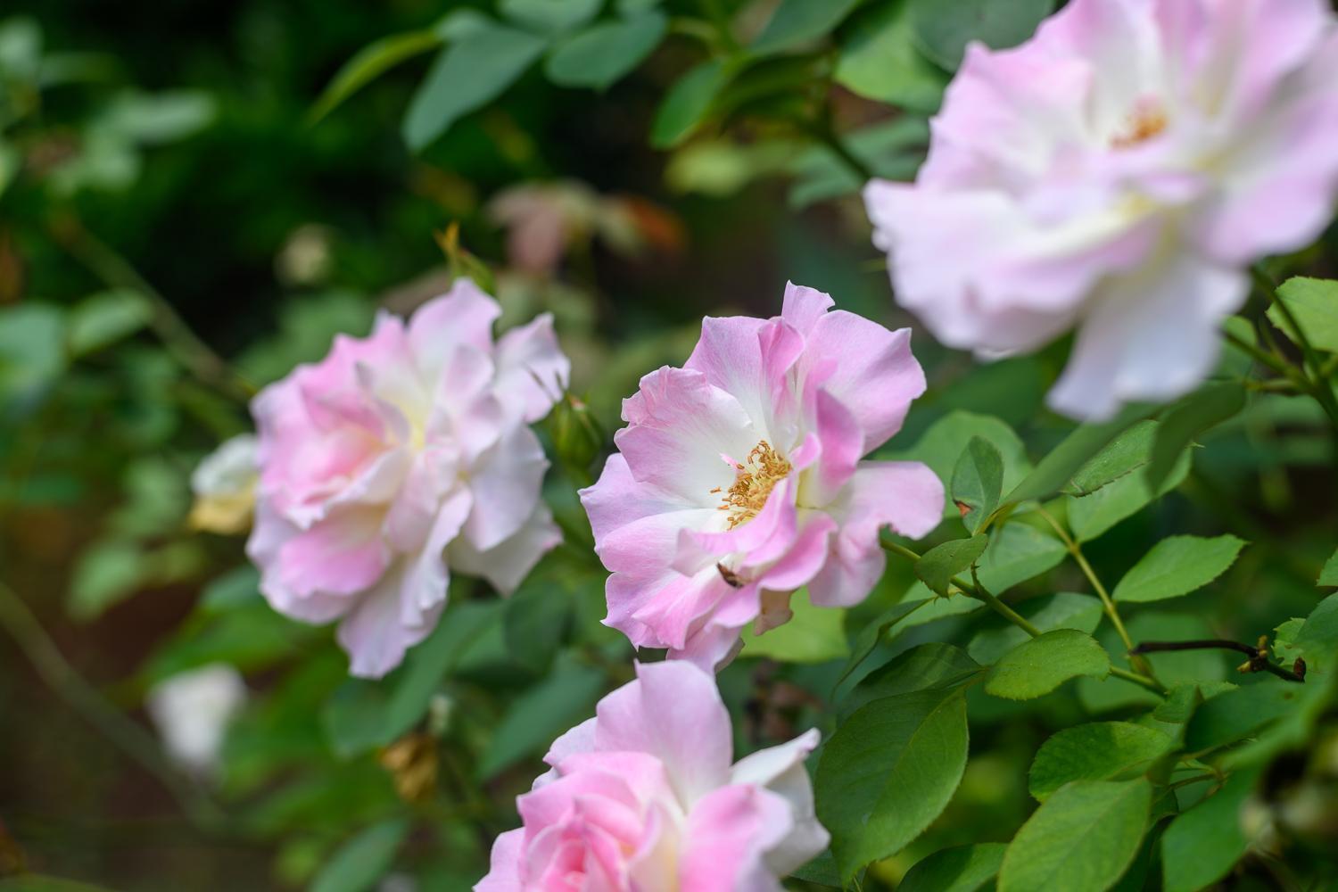 Country Rose Hotell Hluhluwe Eksteriør bilde